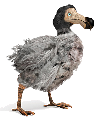 History of Raphus cucullatus