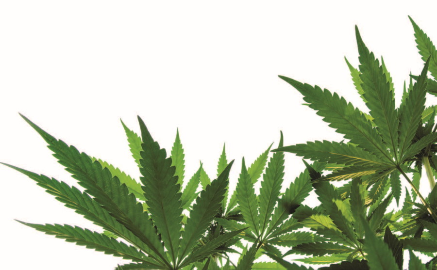 Marijuana